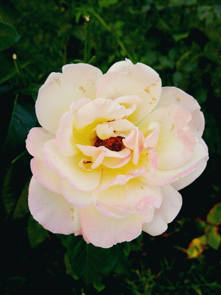 The beauty of white roses