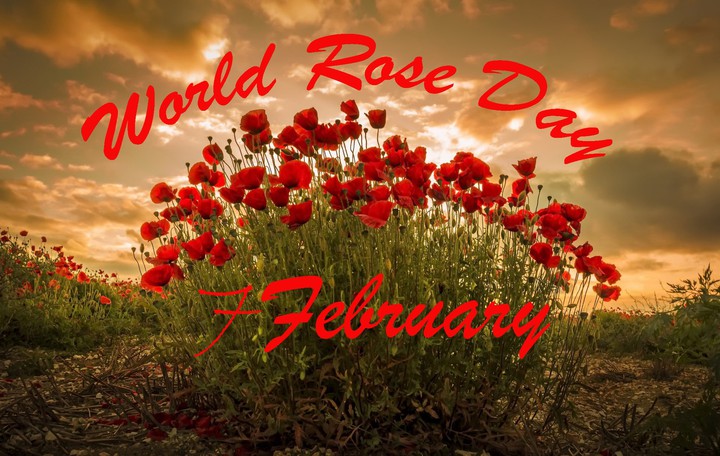 world rose day