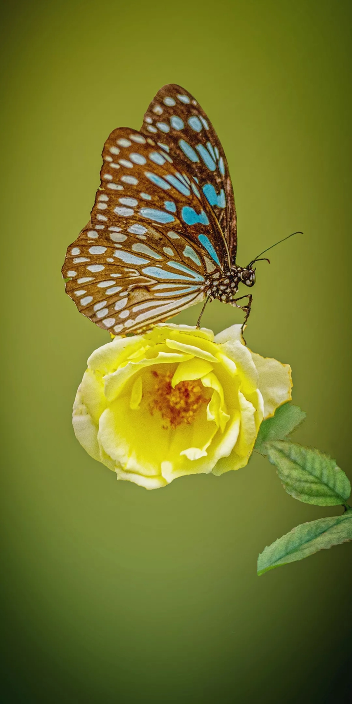 Butterfly Wings