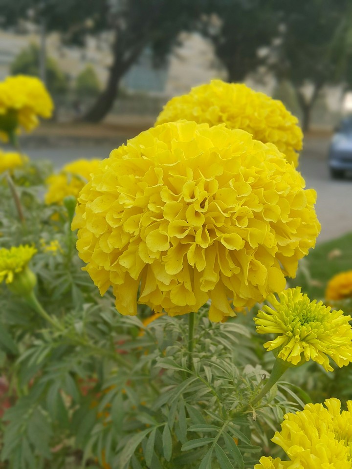 Marigolds in Winter