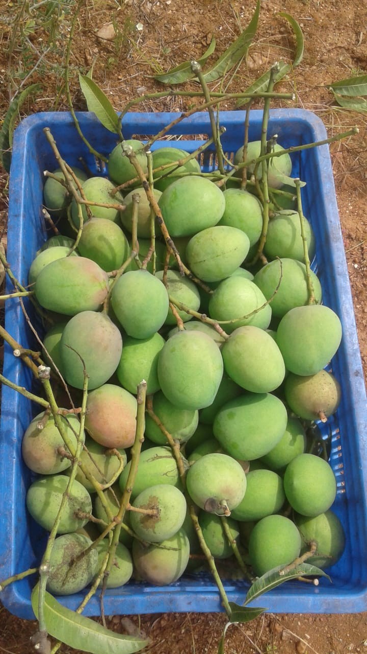 mango