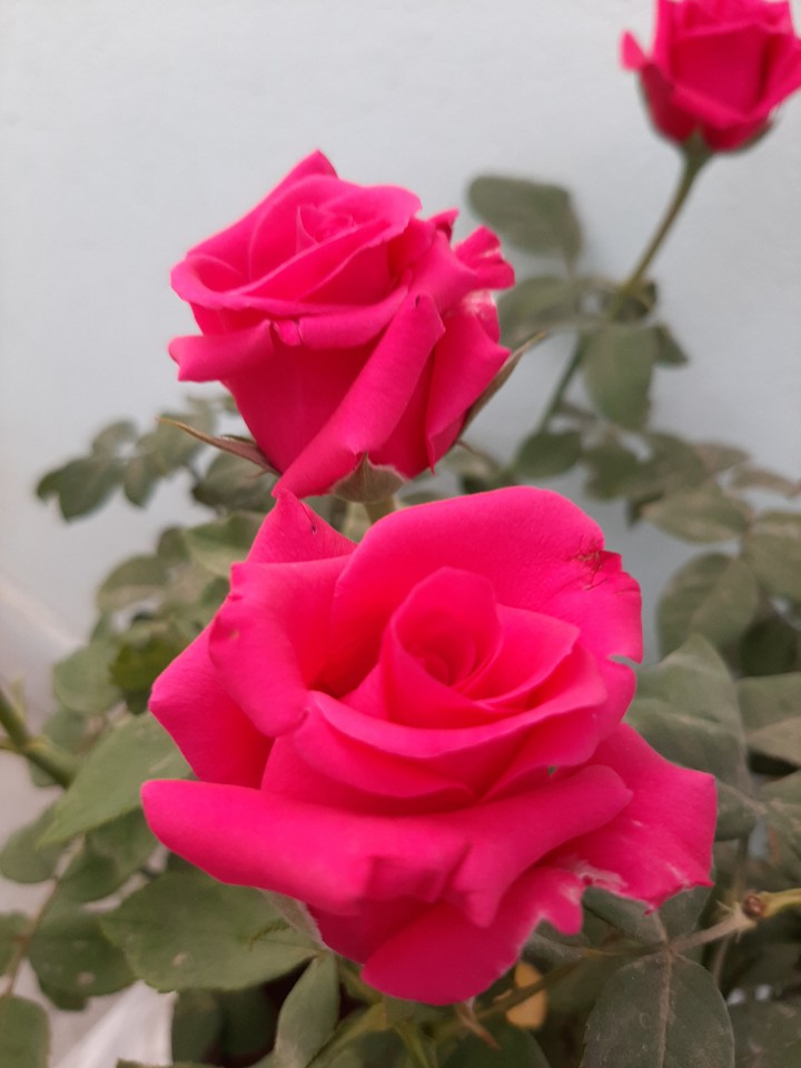 beautiful roses