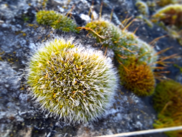Puffy moss