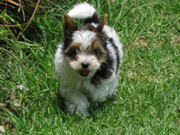 Biewer Terrier
