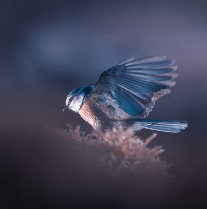 Bird