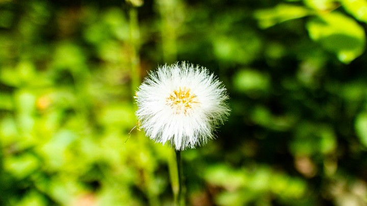 blume