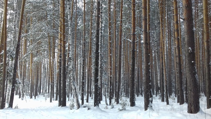 snow forest