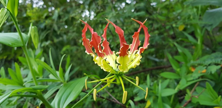 flower