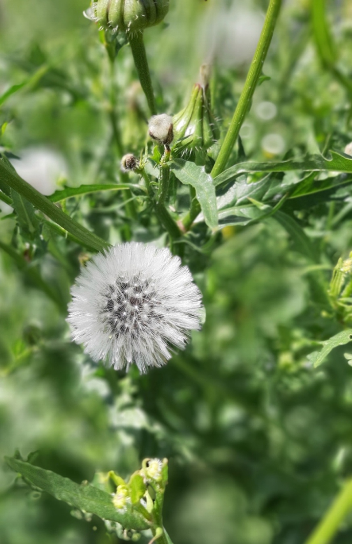 dandelion