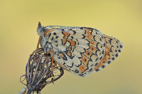 Fritilária-das-montanhas (Melitaea cinxia)
