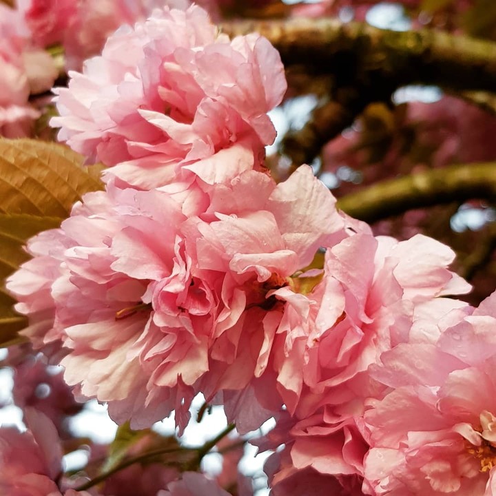 Spring is in the air... blossoms make me so happy