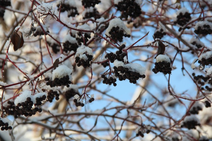 Frozen berries