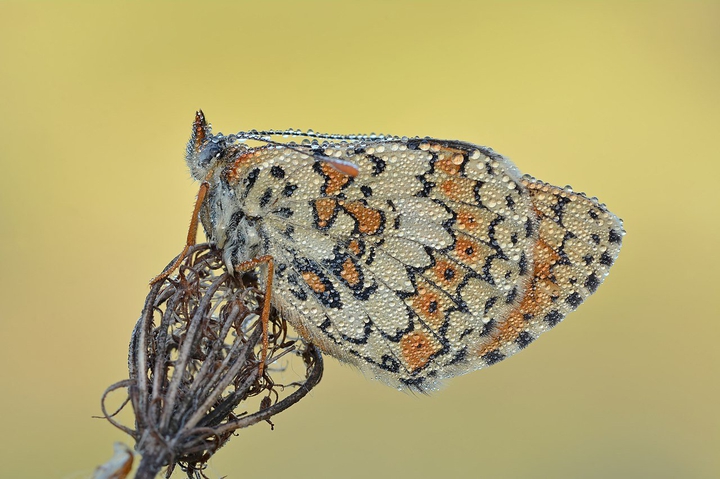 Fritilária-das-montanhas (Melitaea cinxia)