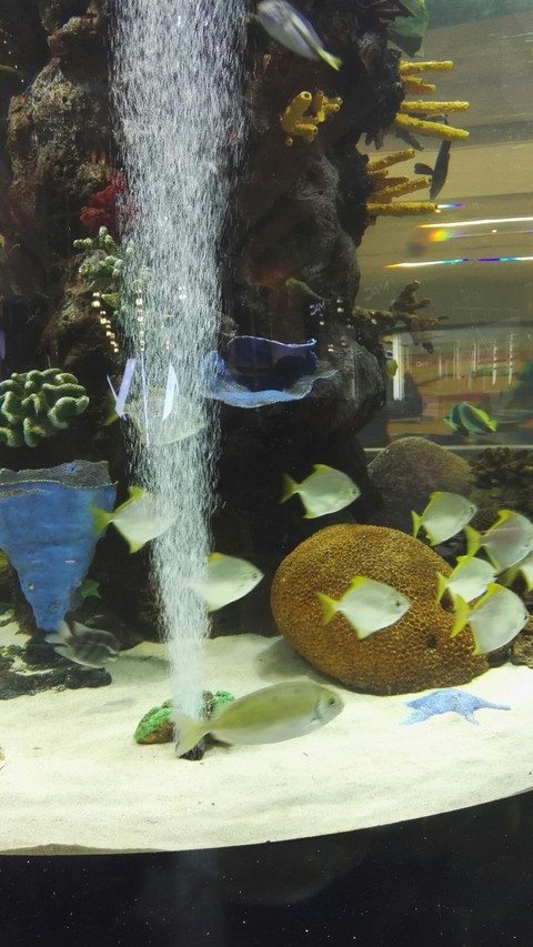 aquarium