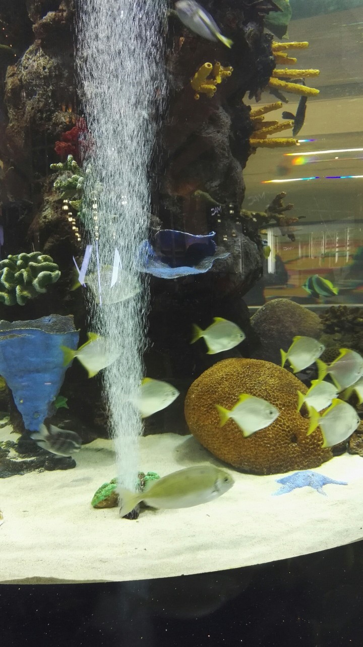 aquarium