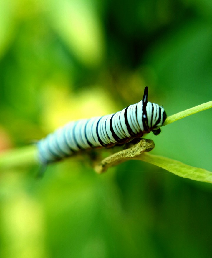 catterpiller of Tiger Butterfly