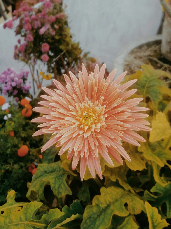 flower