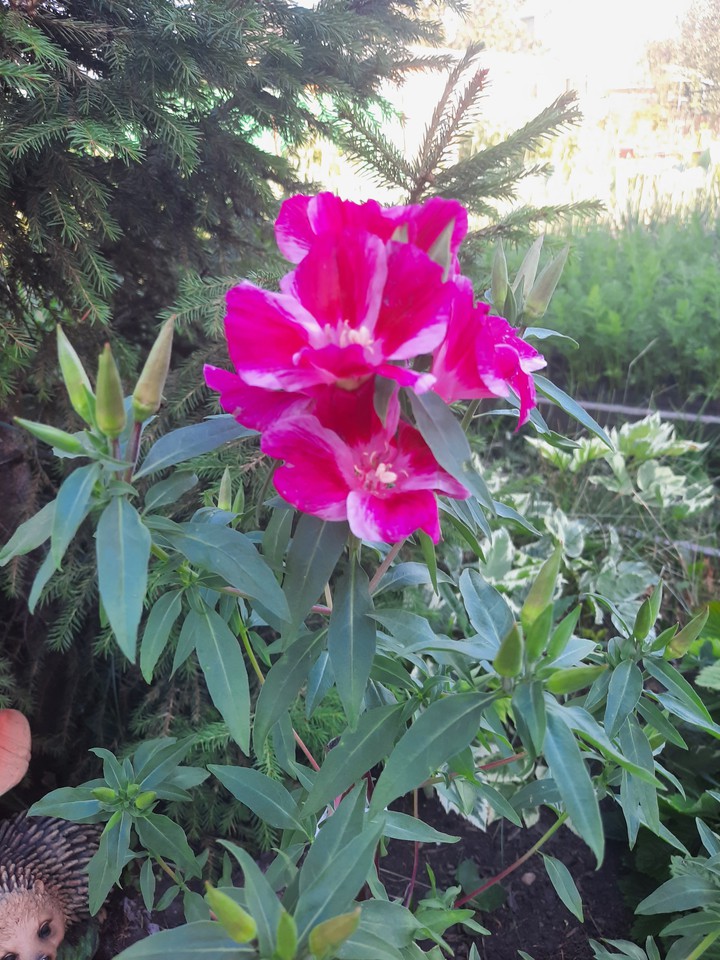 flower