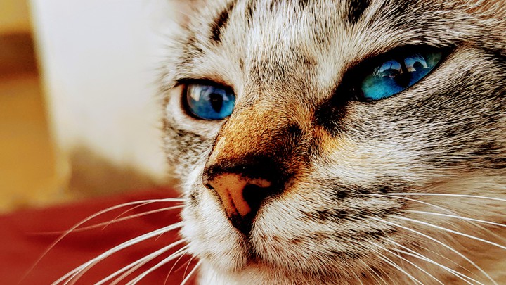 Gato