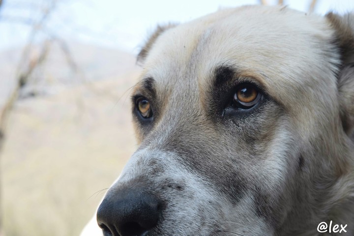 Caucasian Shepherd