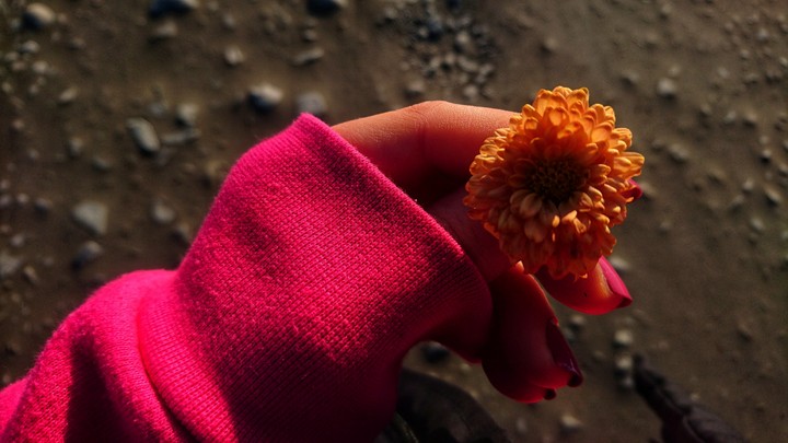 flower 