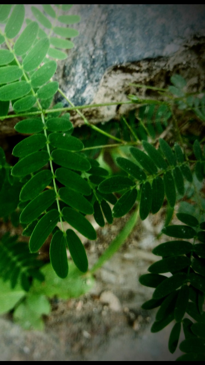 pattiya