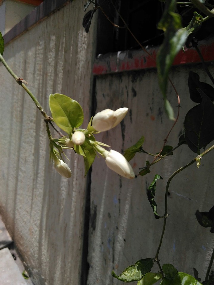 Beautiful flowers