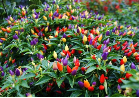 chiles