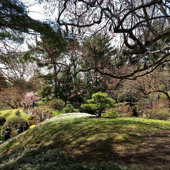 Brooklyn Botanic Garden