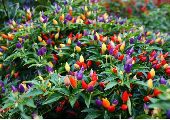 chiles