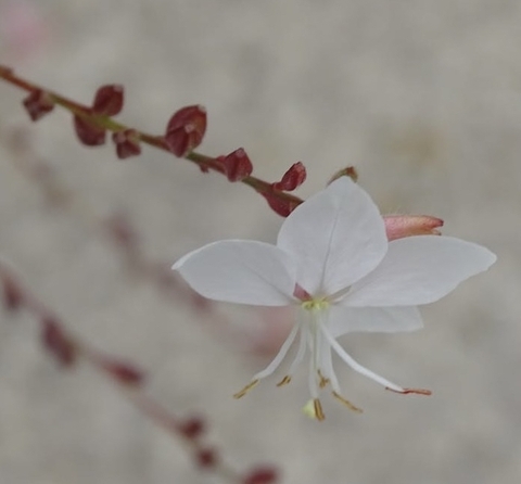 обои twig, plant