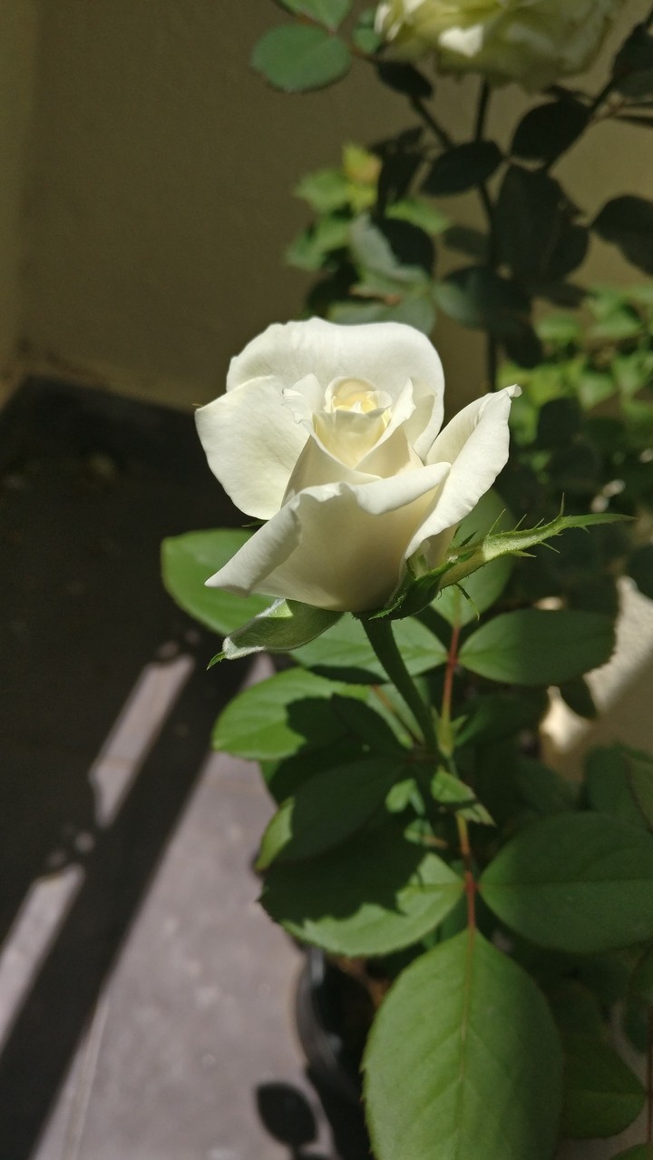 whiteRose