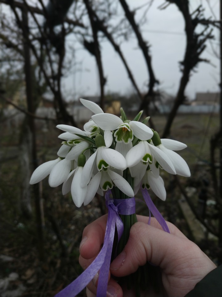 bouquet of snowdrops