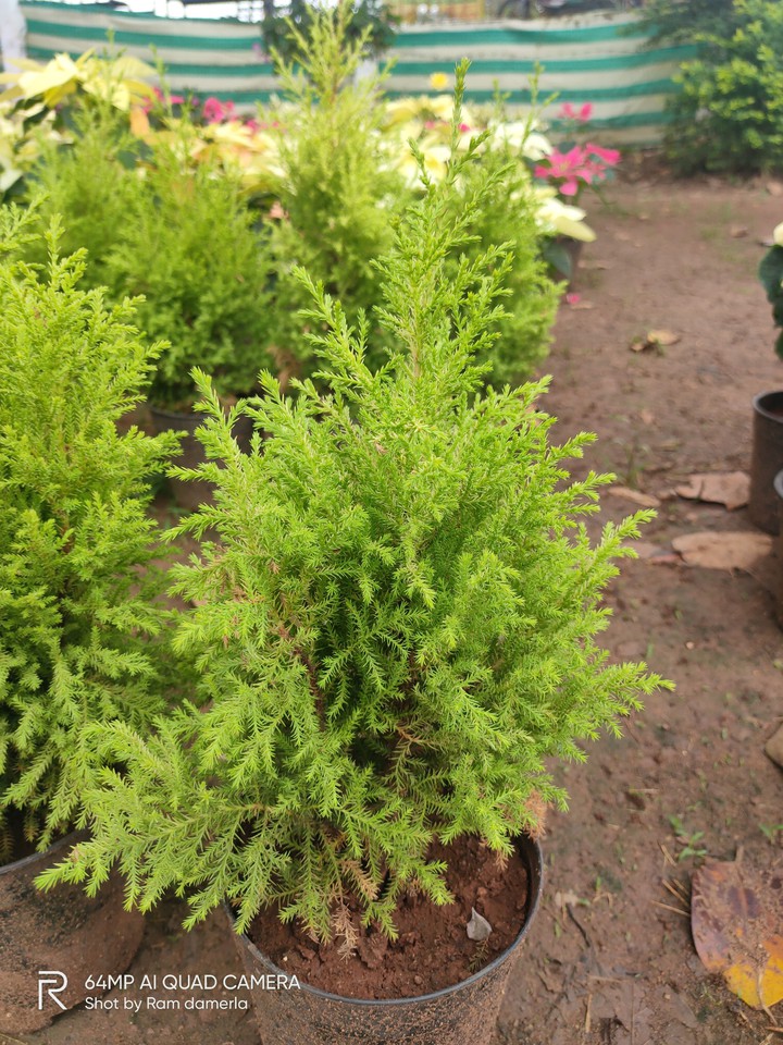 plant