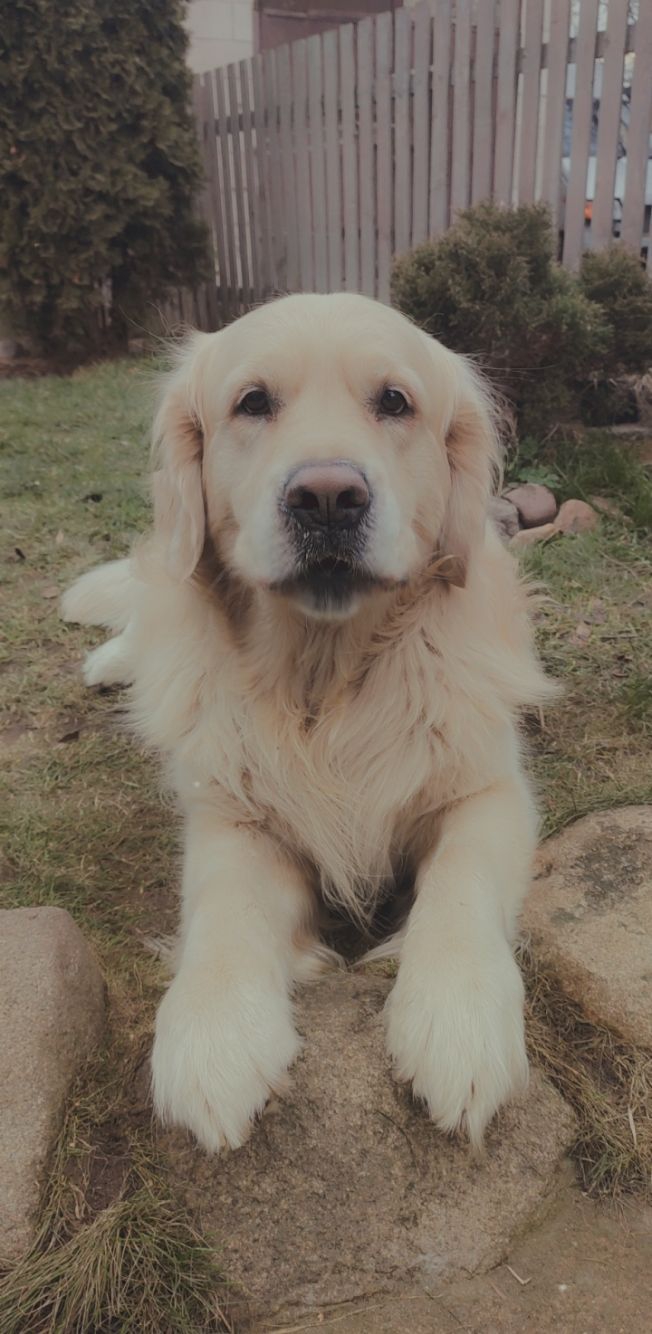 ☺️dog