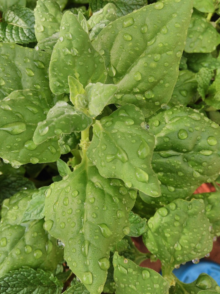 Espinafre/Spinach