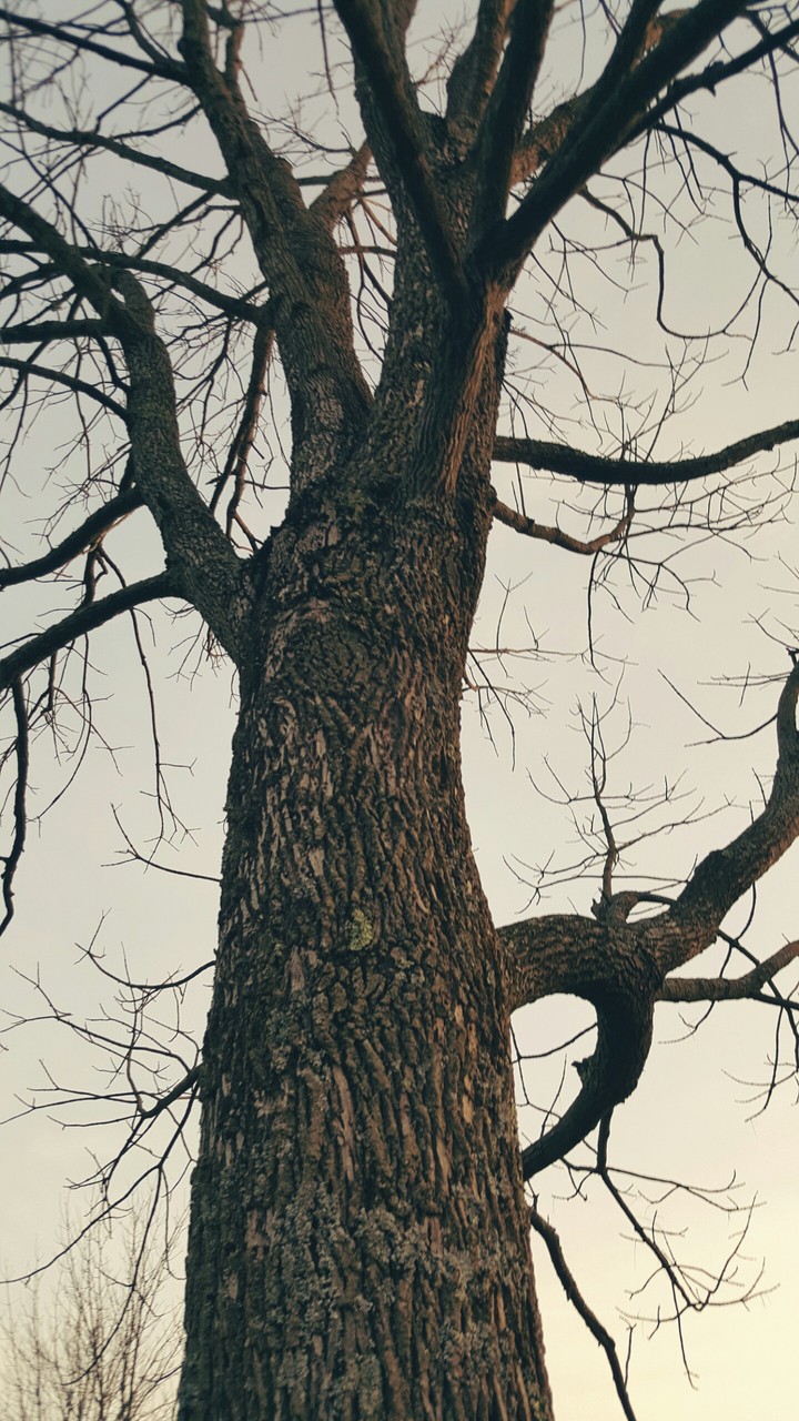 old dead tree
