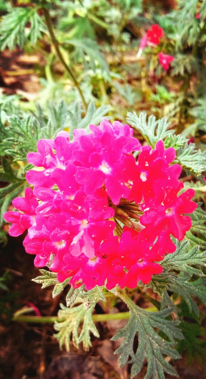 flor