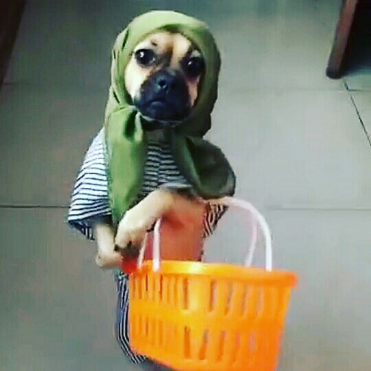 собака