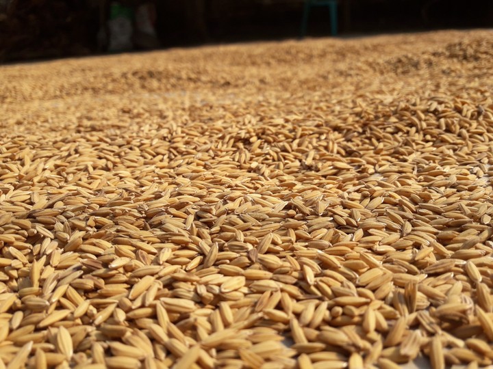 Golden crops