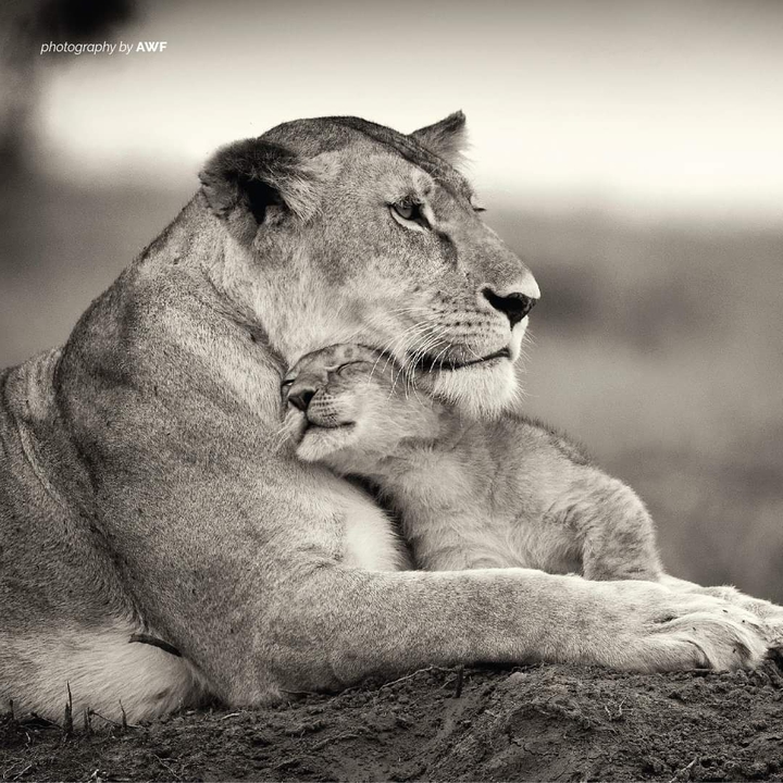 lion