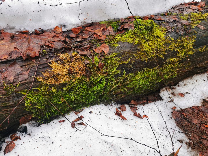 Green on brown