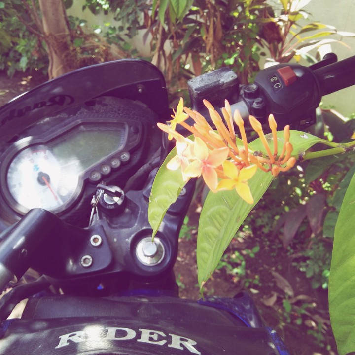 Flower with bike