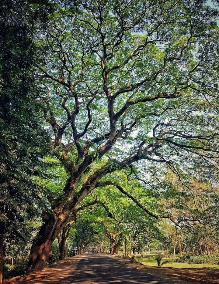 tree