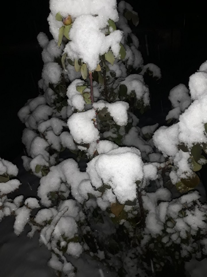 ❄❄