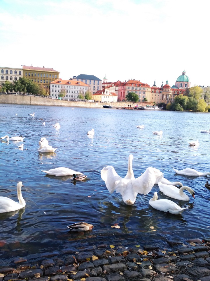 Swans, Prague