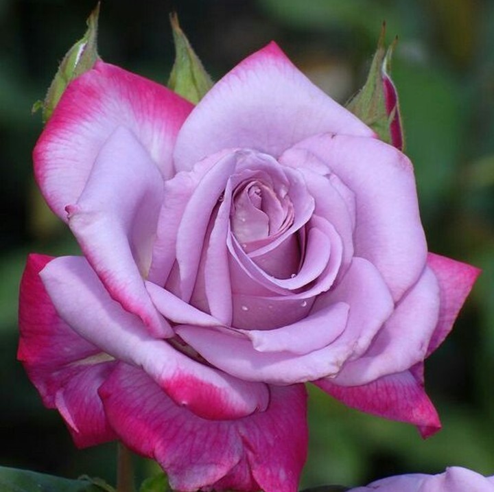 Roses růže
