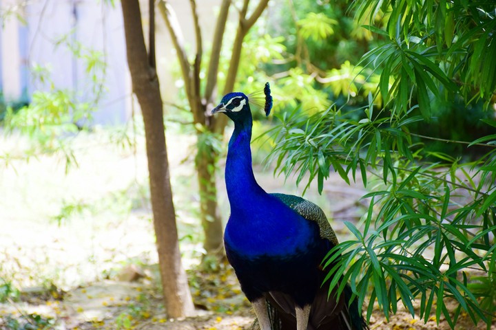 Peacock