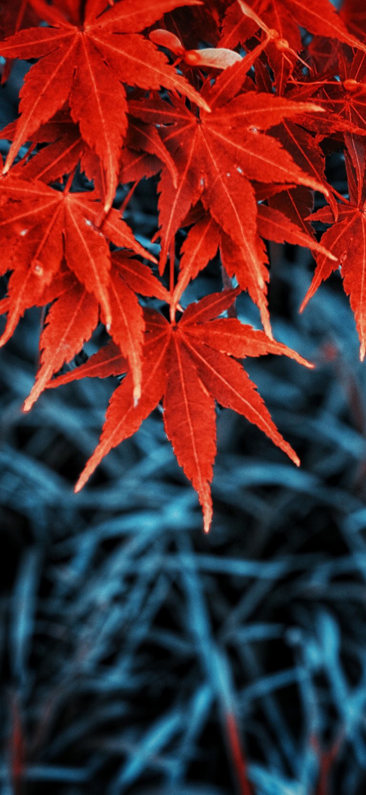 leaves