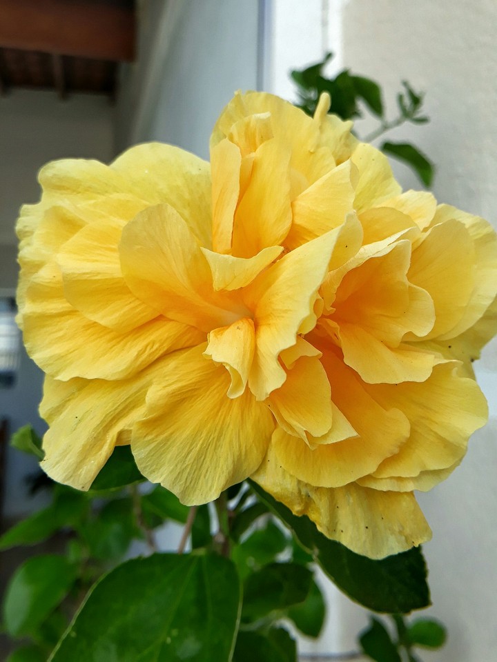 Yellow Flower